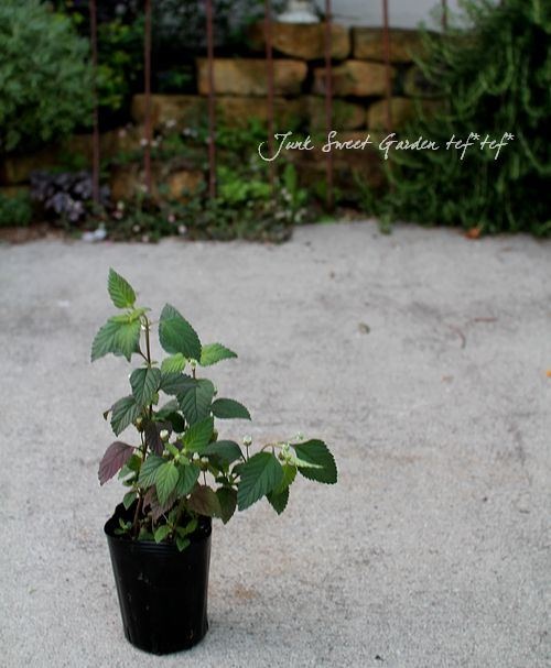 ڥϡ֡ åԥإȥᥭϡ֡