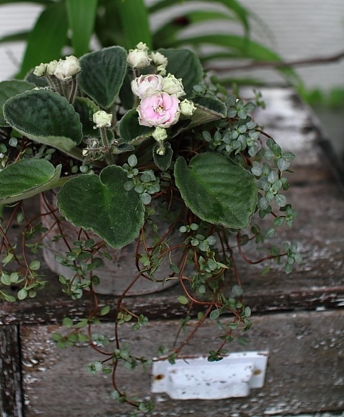 フランス1890s'ヴィクトリアイパーン グリーンオパールセント ヴァセリンSP アールヌーボー｜朝顔モチーフのイパーン（花瓶） - 英国 ヴィクトリア