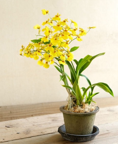 ڻߡۥɡ֥å⥹ݥå 15cm