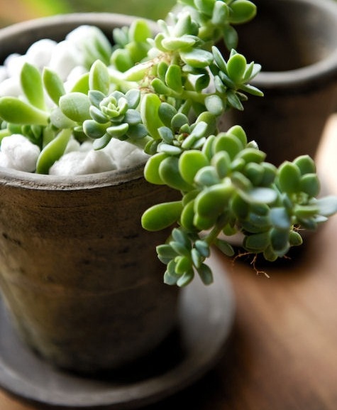 �ڻ��ߡۥ⥹���֥�å����������ݥå� 20cm