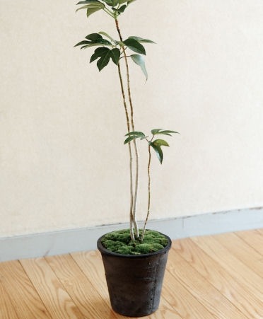 �ڻ��ߡۥ���������ɡ��֥�å��������쥢�ݥå� 30cm