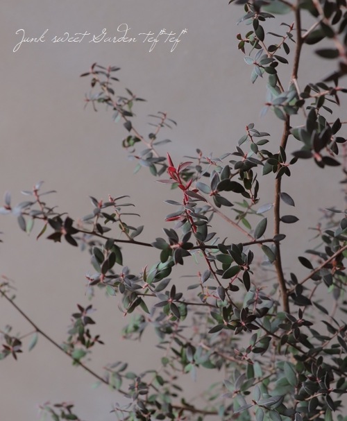 ��ץȥ��ڥ�ޥࡡ�إ��åѡ��������󡦥ƥ����ĥ꡼�١�Ƽ�դ���Ũ��