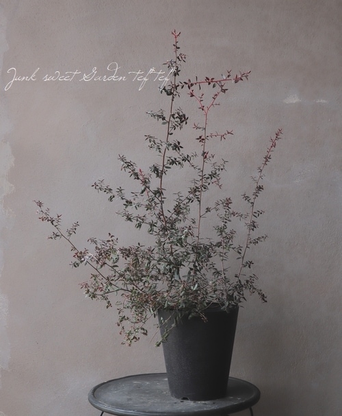 ��ץȥ��ڥ�ޥࡡ�إ��åѡ��������󡦥ƥ����ĥ꡼�١�Ƽ�դ���Ũ��