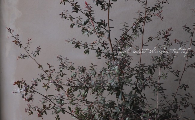 ��ץȥ��ڥ�ޥࡡ�إ��åѡ��������󡦥ƥ����ĥ꡼�١�Ƽ�դ���Ũ��