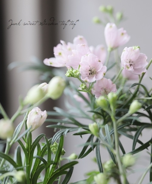 さくら色のデルフィニウム さくらひめ すべての商品 Junk Sweet Garden Tef Tef