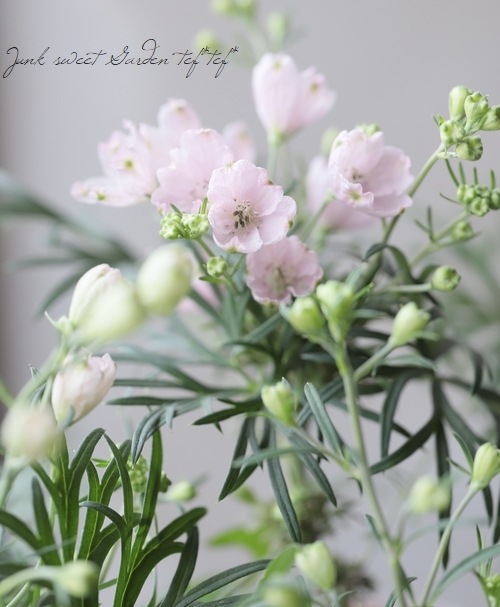 �����鿧�Υǥ�ե��˥��ࡡ�ؤ�����Ҥ��