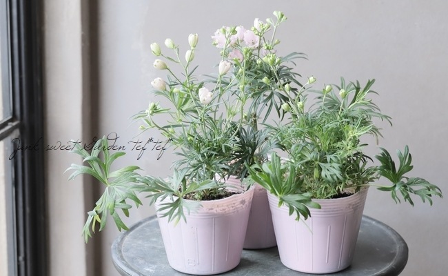 �����鿧�Υǥ�ե��˥��ࡡ�ؤ�����Ҥ��