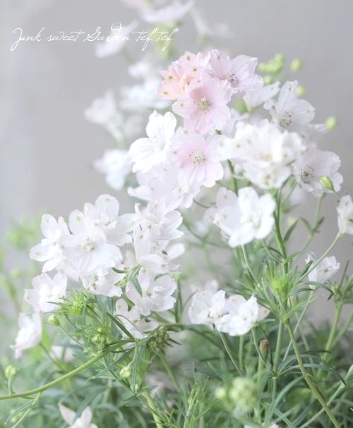 �����鿧�Υǥ�ե��˥��ࡡ�ؤ�����Ҥ��