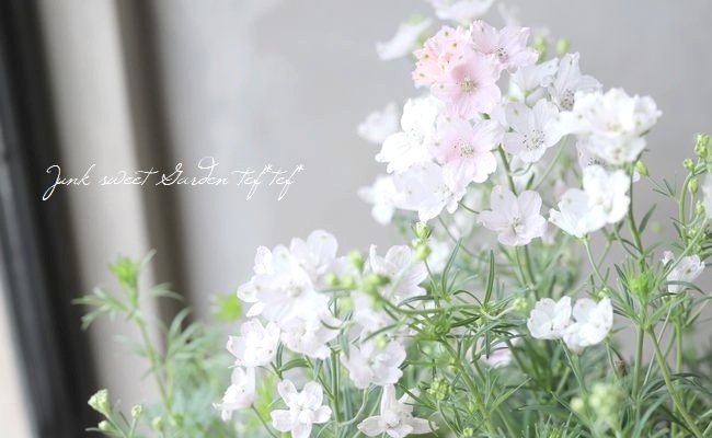 �����鿧�Υǥ�ե��˥��ࡡ�ؤ�����Ҥ��