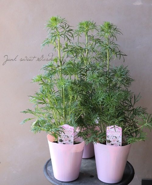 �����鿧�Υǥ�ե��˥��ࡡ�ؤ�����Ҥ��