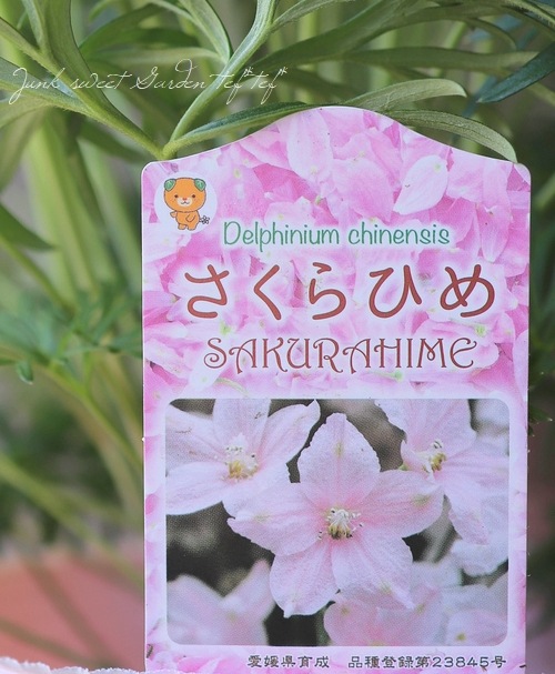 �����鿧�Υǥ�ե��˥��ࡡ�ؤ�����Ҥ��