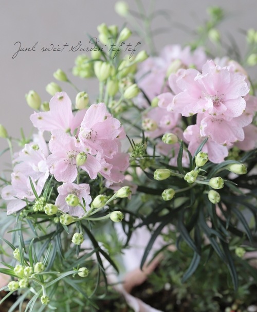 �����鿧�Υǥ�ե��˥��ࡡ�ؤ�����Ҥ��