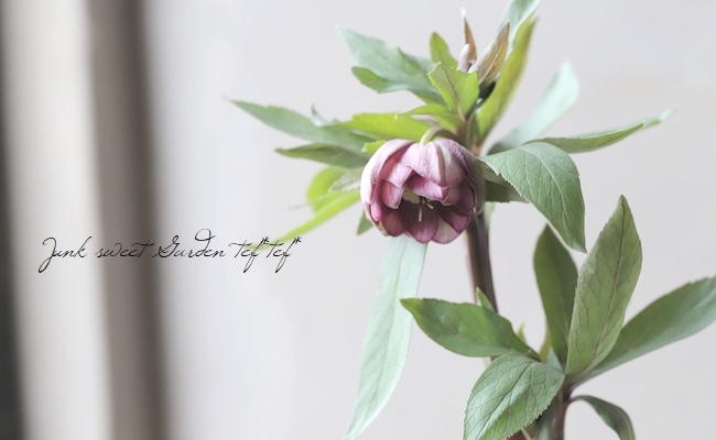 大和園】 クリスマスローズ 『ダブルピンク』 2024 【No.48】 | すべて