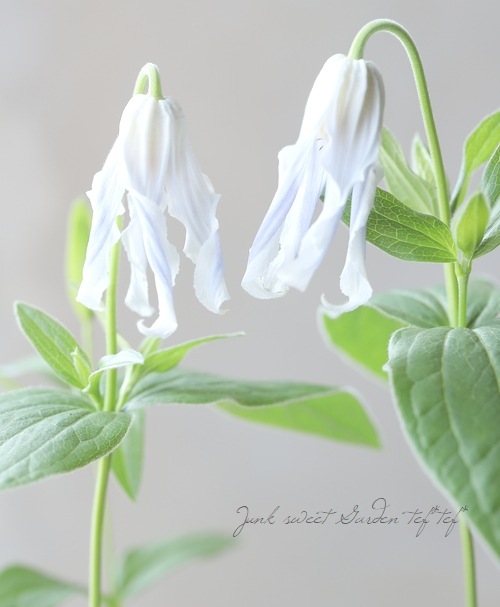 立木性クレマチス・インテグリフォリア系 『白麗 -ハクレイ