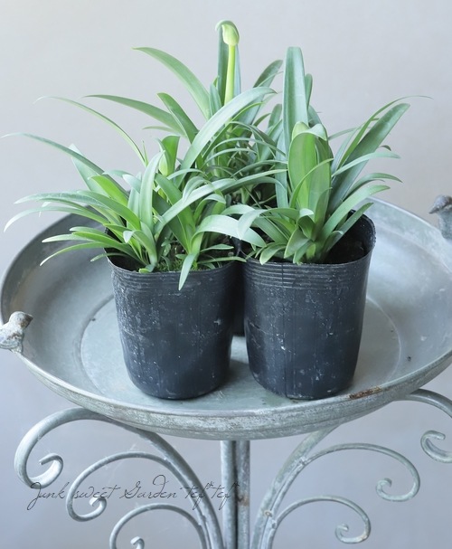 �͵��餭�����ѥ󥵥����إ��ȥߥå��֥롼��١������Υ���ѥ����ʼ