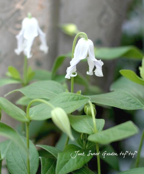 立木性クレマチス・インテグリフォリア系 『白麗 -ハクレイ