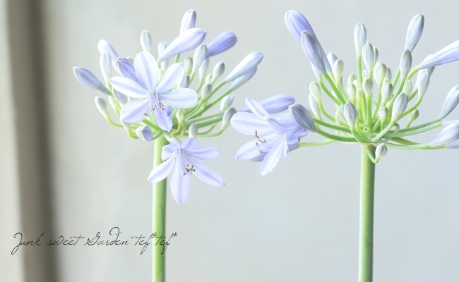 �͵��餭�����ѥ󥵥����إ��ȥߥå��֥롼��١������Υ���ѥ����ʼ