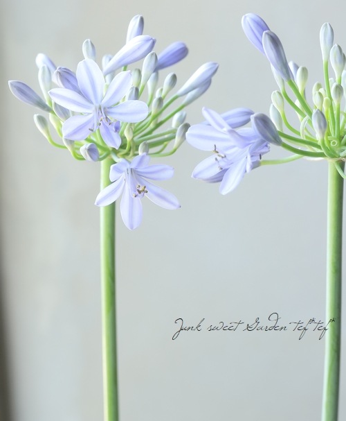 �͵��餭�����ѥ󥵥����إ��ȥߥå��֥롼��١������Υ���ѥ����ʼ