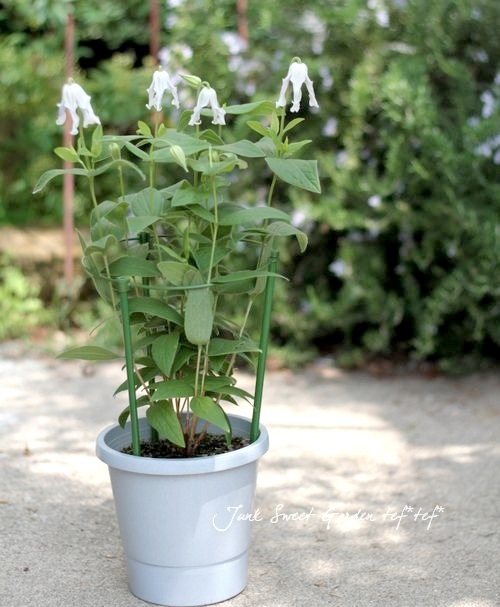 立木性クレマチス・インテグリフォリア系 『白麗 -ハクレイ