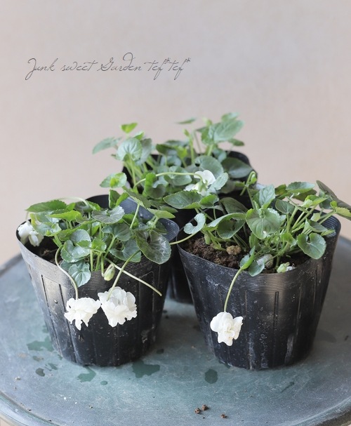 Ȭ�ź餭�ѥ�ޥ��ߥ졡�˥������ߥ졡�إ����꡼���ۥ磻�ȡ�