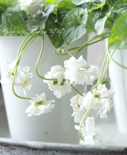 Ȭ�ź餭�ѥ�ޥ��ߥ졡�˥������ߥ졡�إ����꡼���ۥ磻�ȡ�