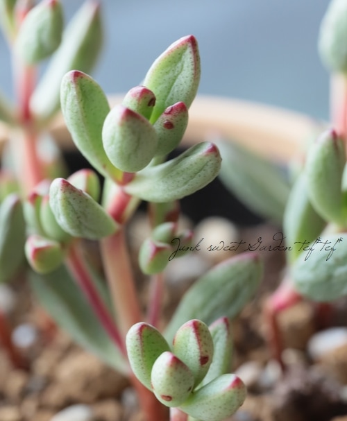 ��¿����ʪ�� �إԥ��ߡ�����١�����å���°�����Ȥ����꡼��