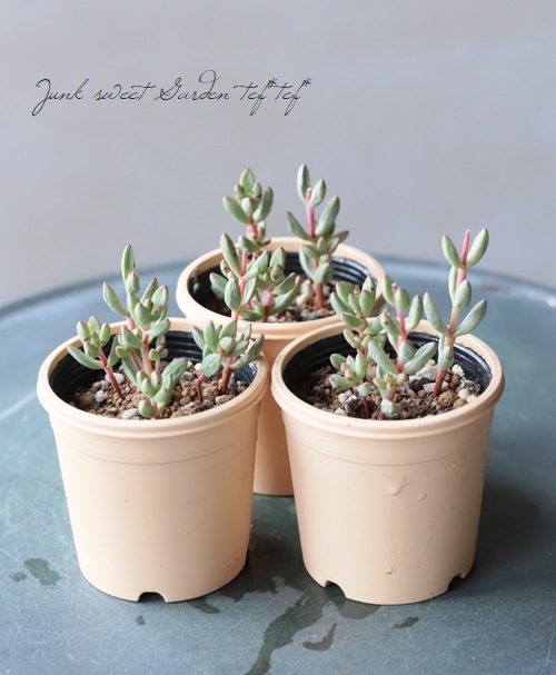 ��¿����ʪ�� �إԥ��ߡ�����١�����å���°�����Ȥ����꡼��