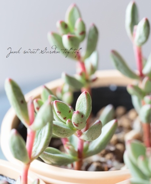 ��¿����ʪ�� �إԥ��ߡ�����١�����å���°�����Ȥ����꡼��