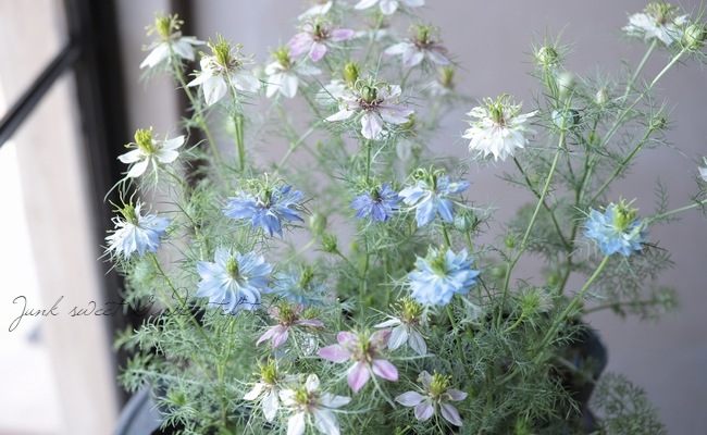 �˥��顡�إڥ륷��󡦥��奨��١��������ޤ���������������