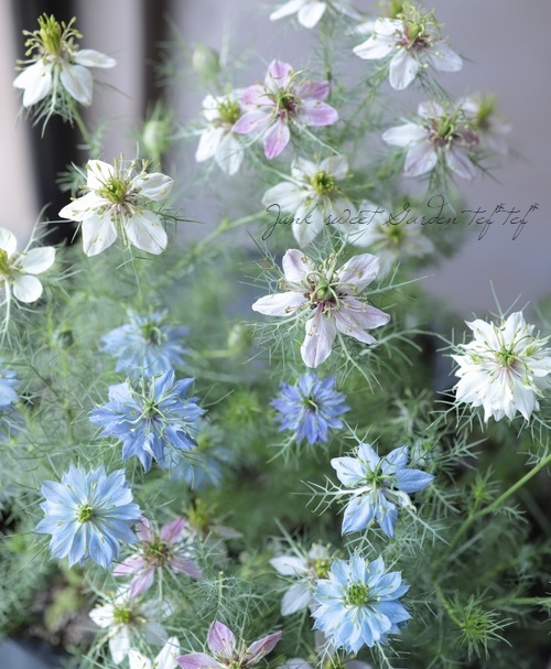 �˥��顡�إڥ륷��󡦥��奨��١��������ޤ���������������