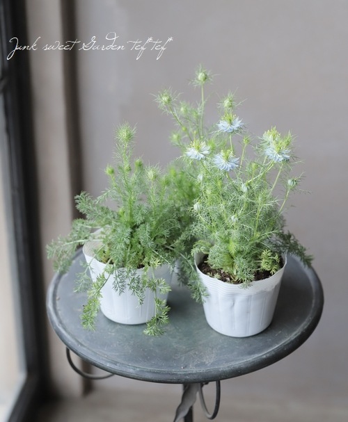 �˥��顡�إڥ륷��󡦥��奨��١��������ޤ���������������