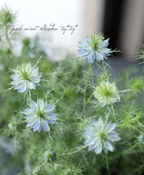 �˥��顡�إڥ륷��󡦥��奨��١��������ޤ���������������