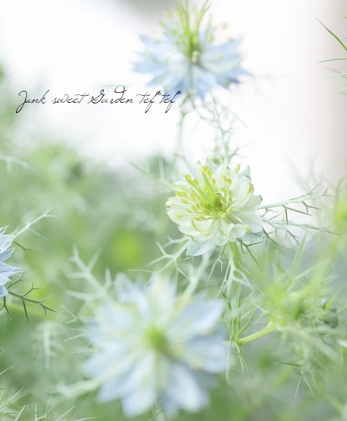 �˥��顡�إڥ륷��󡦥��奨��١��������ޤ���������������