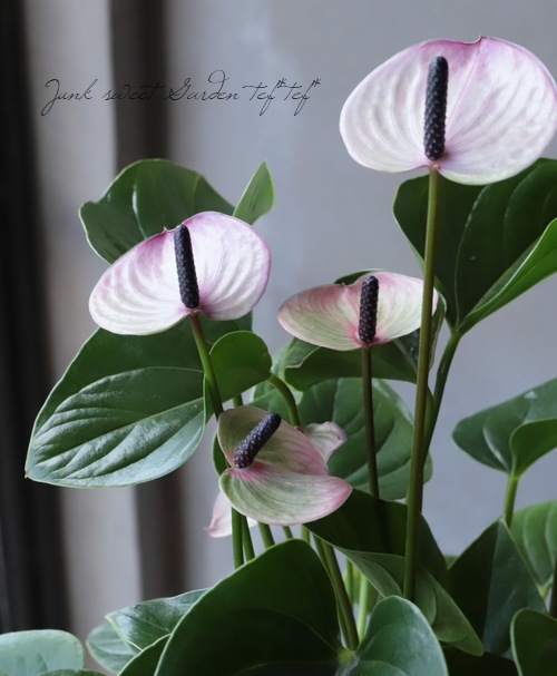 �ڴ��տ�ʪ�ۥ��󥹥ꥦ�ࡦ����ɥ쥢�ʥࡡ�إѡ��ץ�����