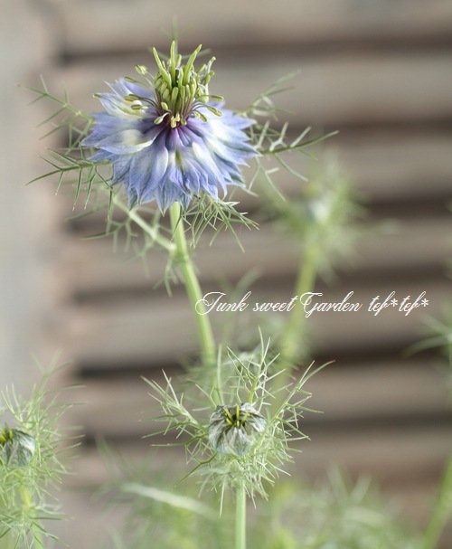 �˥��顡�إڥ륷��󡦥��奨��١��������ޤ���������������