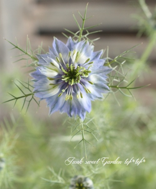 �˥��顡�إڥ륷��󡦥��奨��١��������ޤ���������������