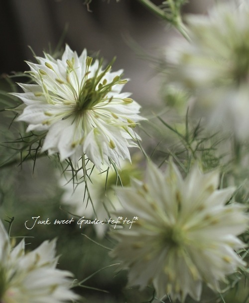 �˥��顡�إڥ륷��󡦥��奨��١��������ޤ���������������