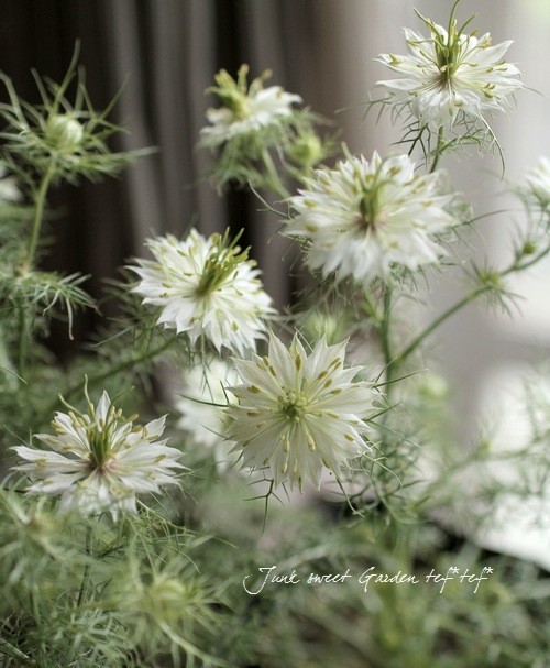 �˥��顡�إڥ륷��󡦥��奨��١��������ޤ���������������