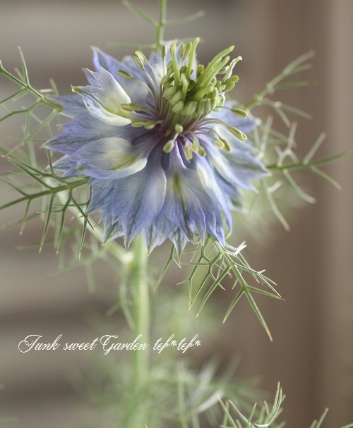 �˥��顡�إڥ륷��󡦥��奨��١��������ޤ���������������