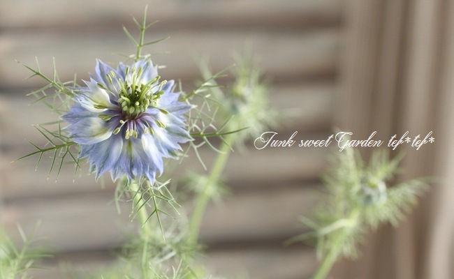 �˥��顡�إڥ륷��󡦥��奨��١��������ޤ���������������