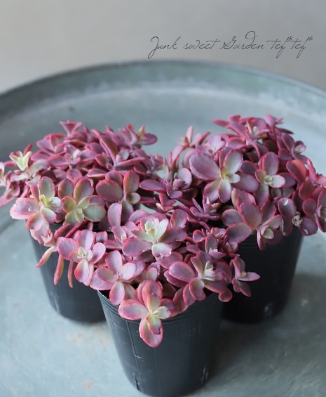 多肉植物】ハイブリット耐寒性-25℃！セダム・サンスパークラー