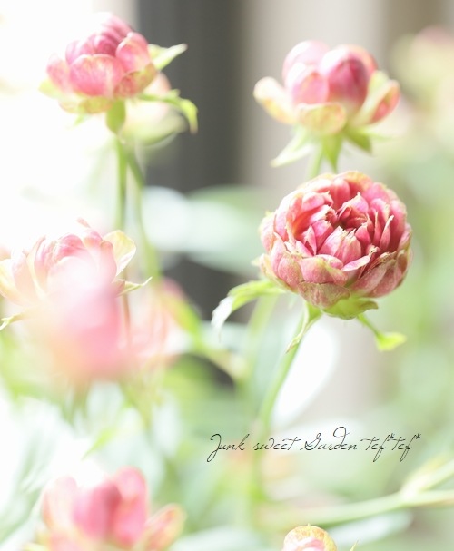 バラ苗 四季咲き ラディッシュ 冬の状態 すべての商品 Junk Sweet Garden Tef Tef