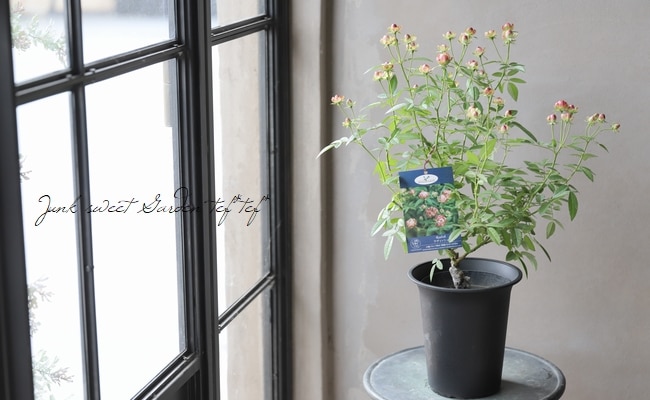 バラ苗・四季咲き 『ラディッシュ』 | すべての商品 | | Junk sweet