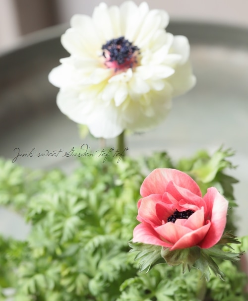 八重咲きアネモネ 『アンアリス』 2色咲き 【Hタイプ】 | すべての商品