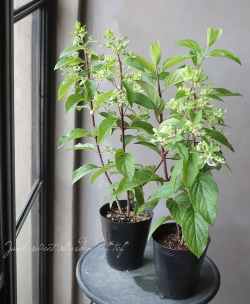 �ԥ�ߥåɻ��۲֡��Υꥦ�ĥ� �إԥ󥭡������󥭡���