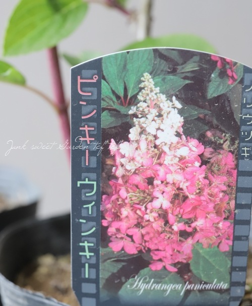 �ԥ�ߥåɻ��۲֡��Υꥦ�ĥ� �إԥ󥭡������󥭡���