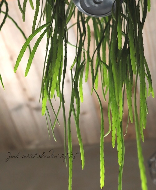 観葉植物】 リプサリス 『ホルビアナ』 | すべての商品 | | Junk sweet