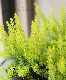 ���ꥫ������ۥ쥢���إ���С��ĥ�����ɡ�