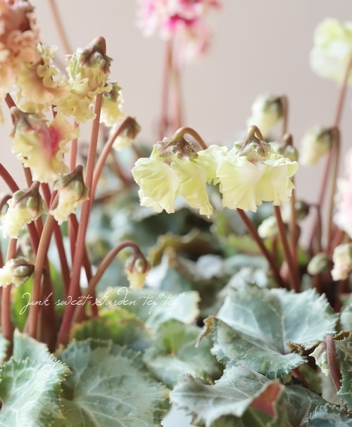 ガーデンシクラメン 『森の妖精』 アンティーク 葉痛みあり10%off