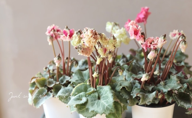 ガーデンシクラメン 『森の妖精』 アンティーク 葉痛みあり10